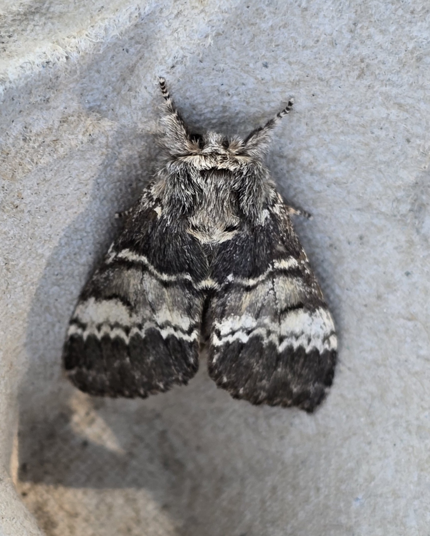 Photo of Lunar Marbled Brown (Drymonia ruficornis)